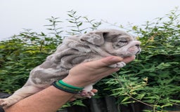 English Bulldog dogs for sale: English Bulldog Puppies  - Advert 16