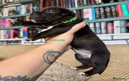 Staffordshire Bull Terrier dogs for sale: Pedigree Staffordshire Bull Terrier Puppies - Image 14