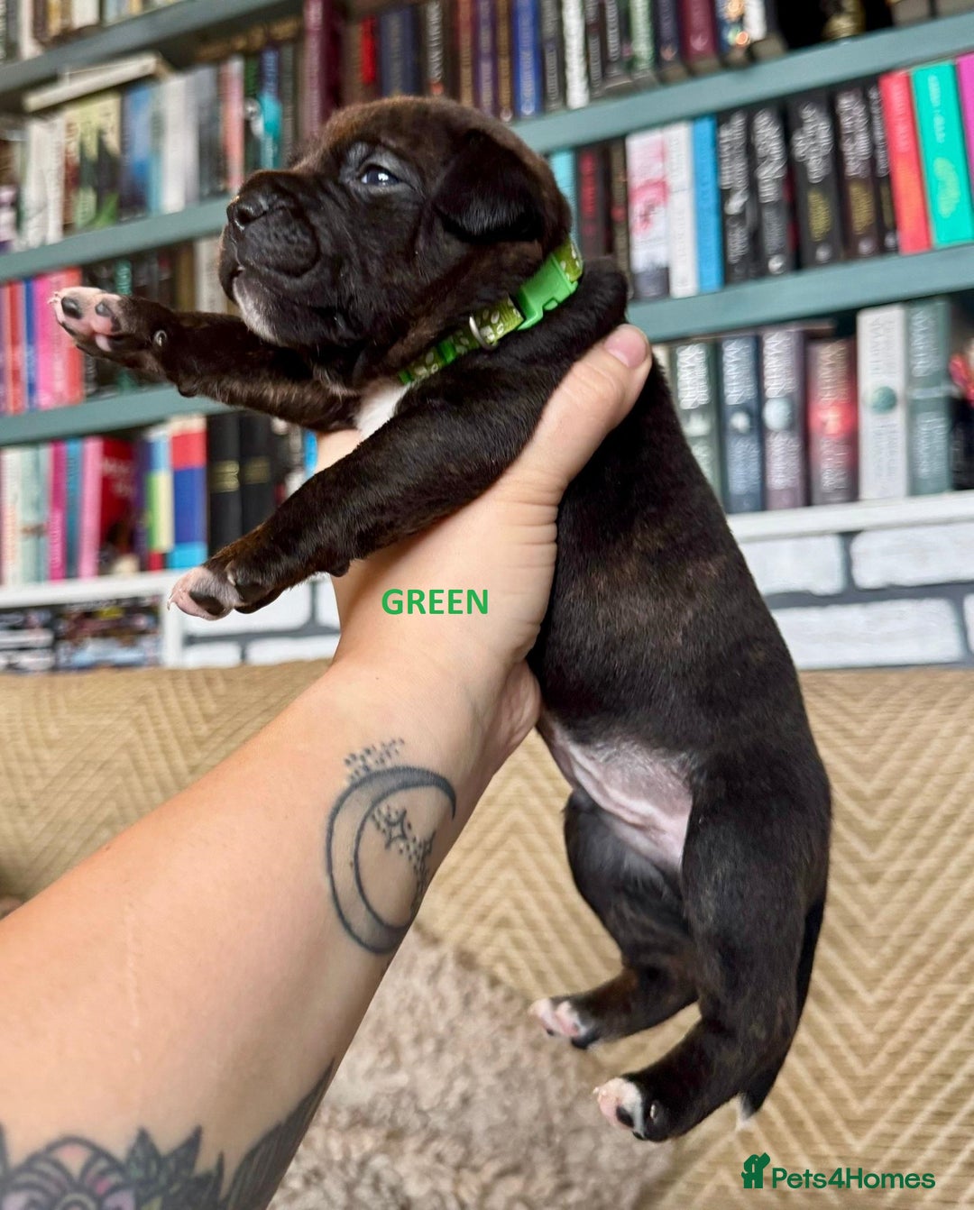 Staffordshire Bull Terrier dogs for sale: Pedigree Staffordshire Bull Terrier Puppies - Image 14