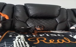 Miniature Dachshund dogs for sale: beautiful miniature dachshund pups available now  - Image 8