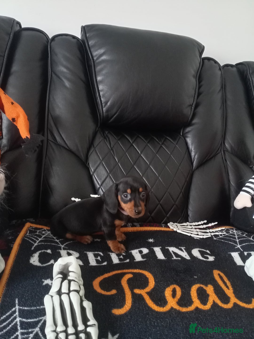 Miniature Dachshund dogs for sale: beautiful miniature dachshund pups available now  - Image 8