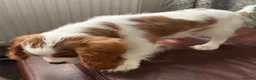 Cavalier King Charles Spaniel dogs for sale: Very active and super sweet boy is ready to go - Advert 17