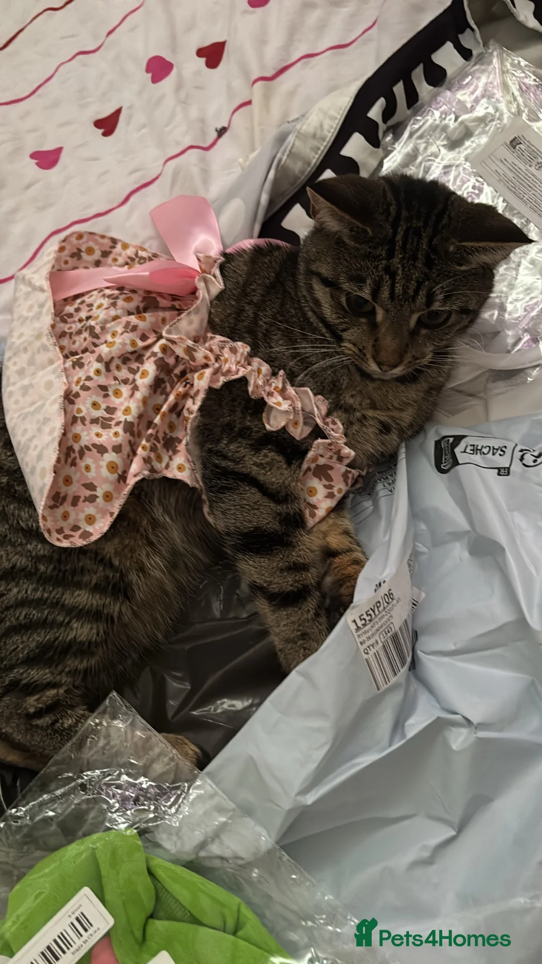 Mixed Breed cats for sale: Sofia - Advert 5