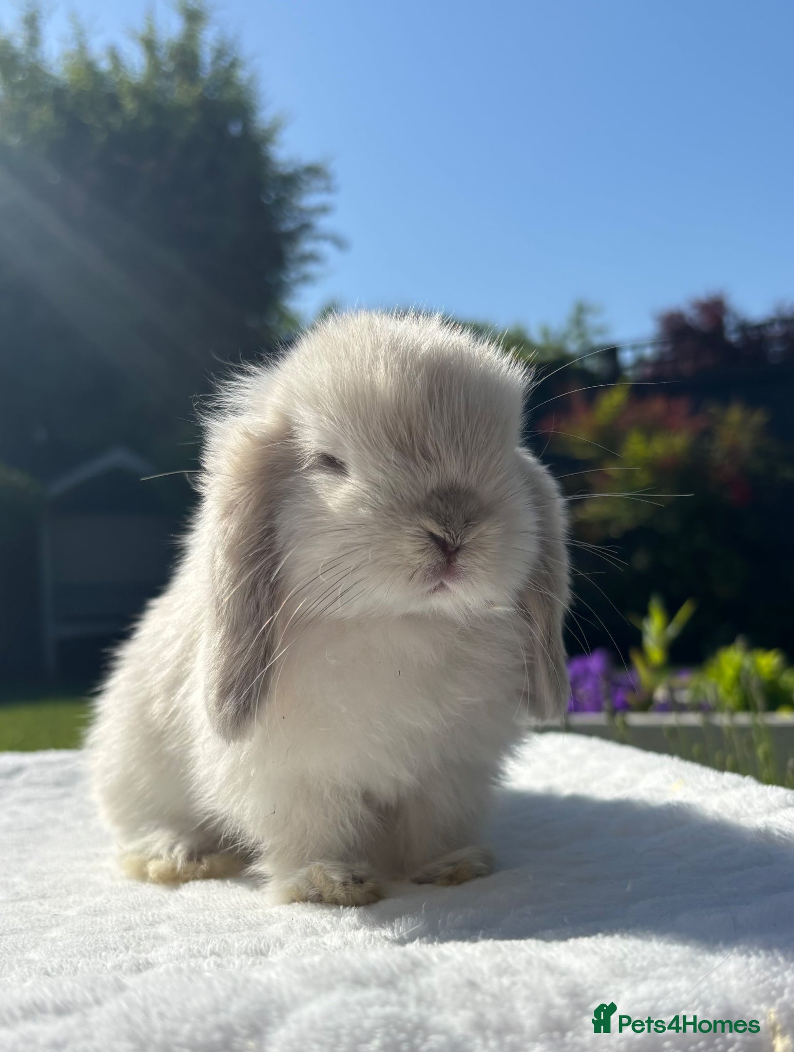 Mini Lop rabbits Gorgeous Pure Bred Mini Lop Baby Rabbits - Advert 2