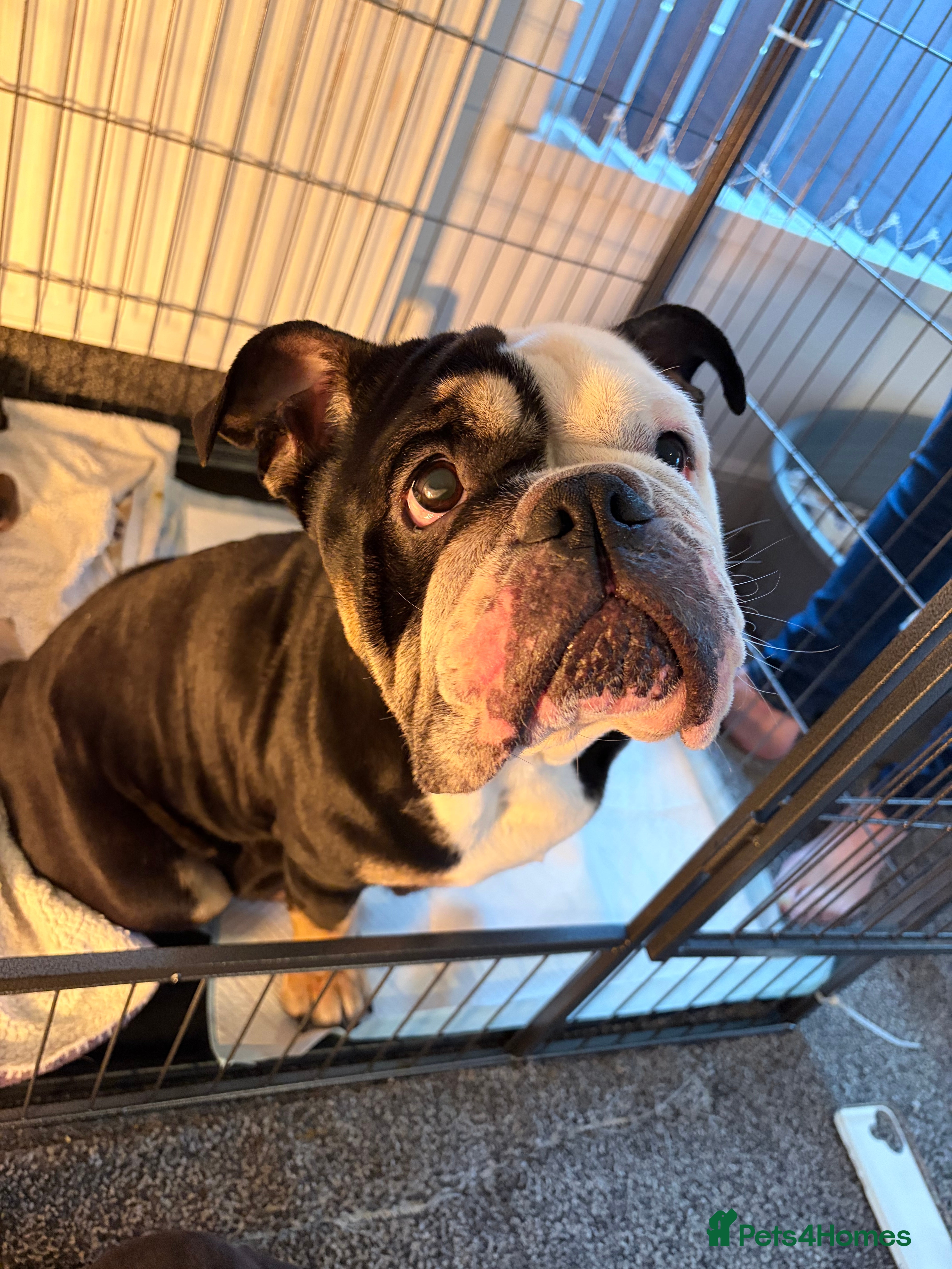 English Bulldog dogs New England bulldog puppies  - Advert 10