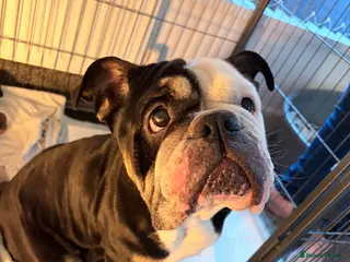 English Bulldog dogs New England bulldog puppies - Advert 3