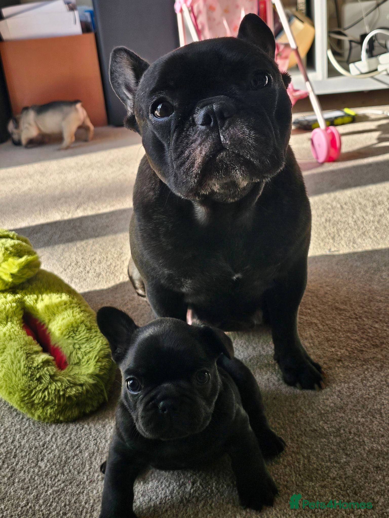 French Bulldog dogs Daisy and Rolf - Advert 1