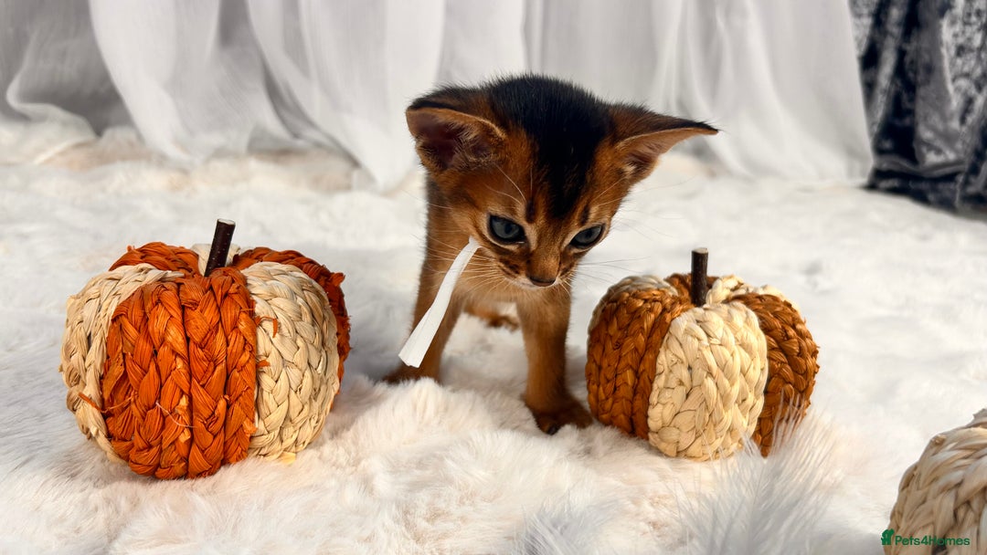 Abyssinian cats for sale: TICA champion line Abyssinian kittens  - Image 23