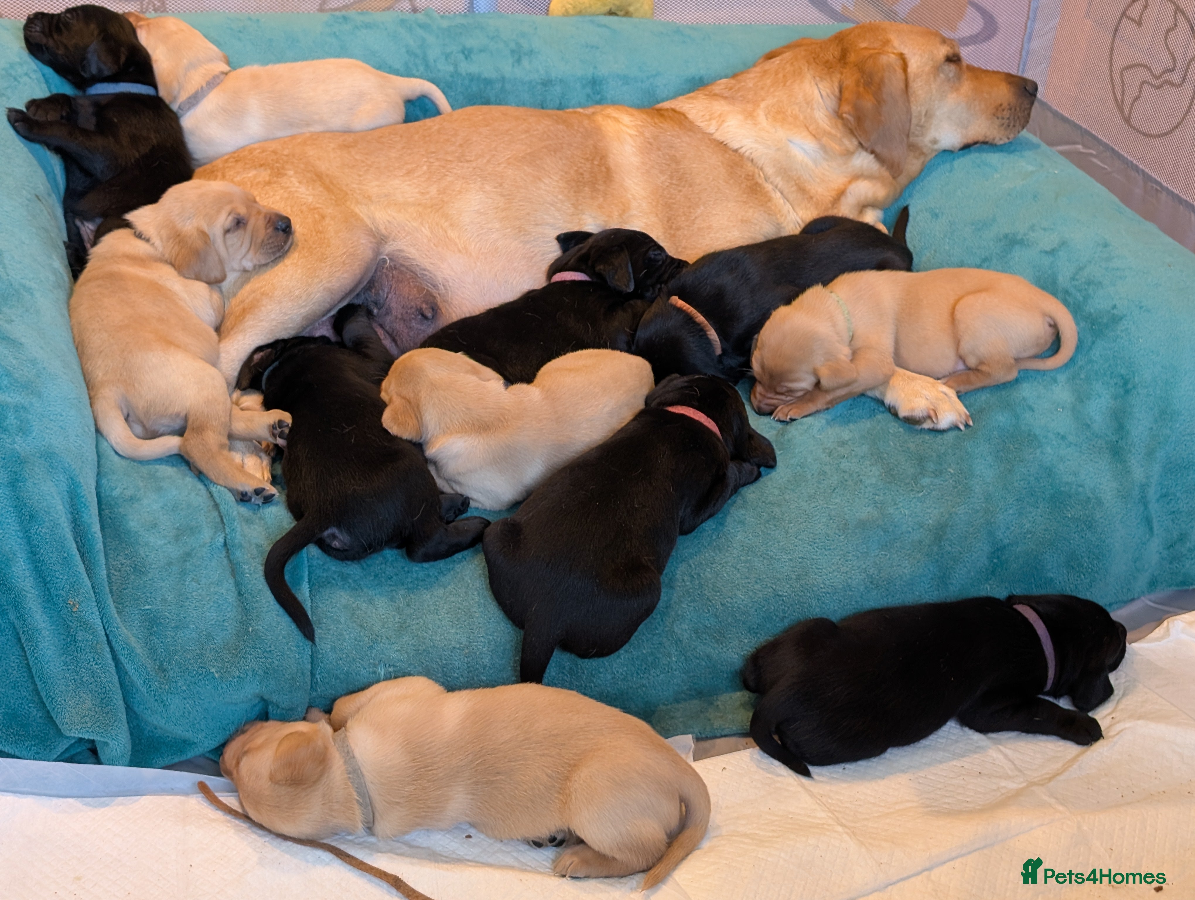 Labrador Retriever dogs 11 Beautiful Labrador puppies - Advert 1