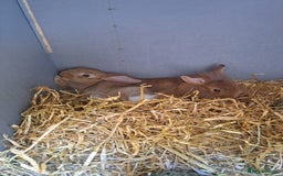 Mini Lion Lop rabbits for sale: Mini Lion Lop Does for sale! Ready to go. - Image 3