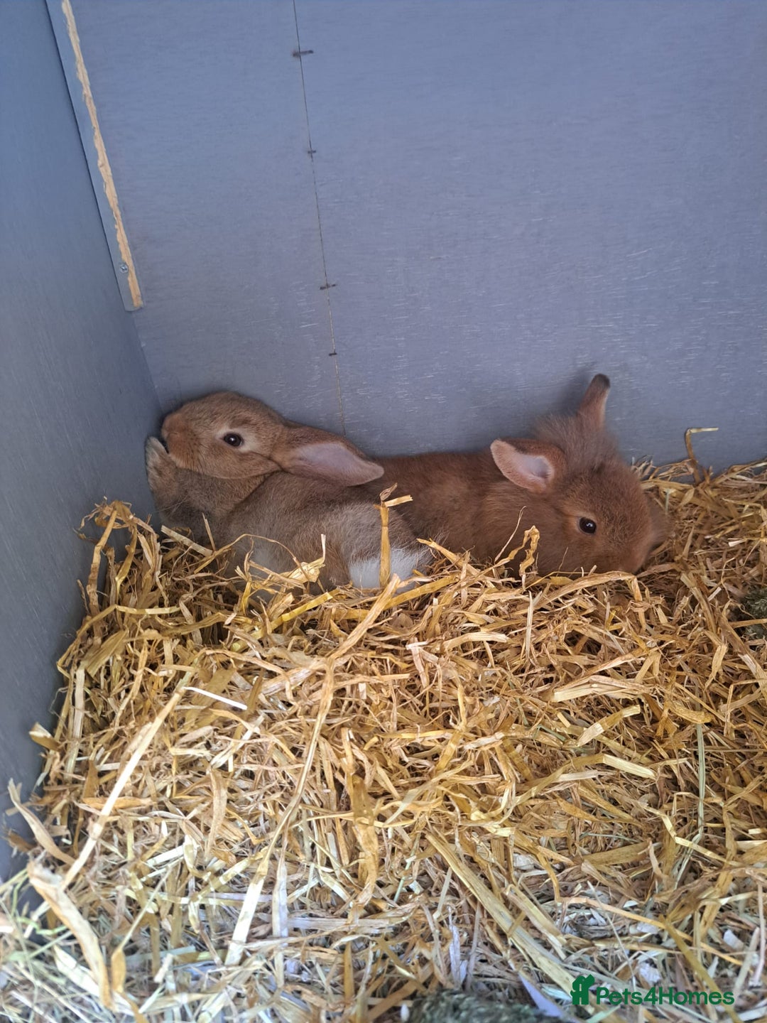 Mini Lion Lop rabbits for sale: Mini Lion Lop Does for sale! Ready to go. - Image 3