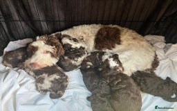 Sproodle dogs for sale: Beautiful Sproodle Babies - Image 1