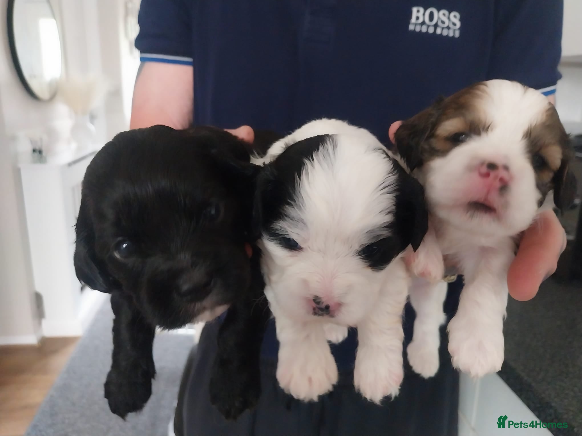 Mixed Breed dogs Lhasa apso - Advert 15