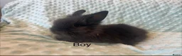 Lionhead rabbits for sale: Mini double maned lionheads £30-£75 - Advert 9