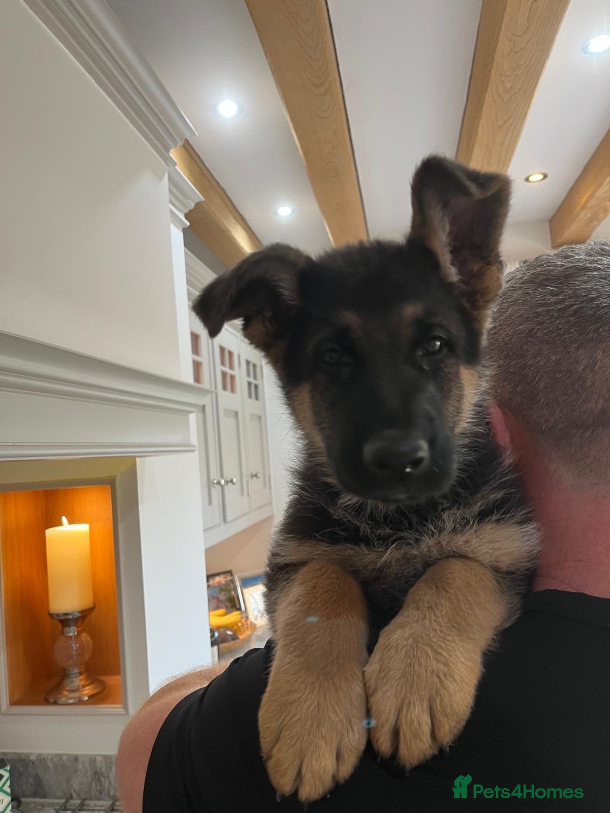 German Shepherd dogs German Shepherd Puppies Family-Raised 🐾 - Advert 13