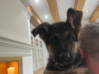 German Shepherd dogs German Shepherd Puppies Family-Raised 🐾 - Advert 11