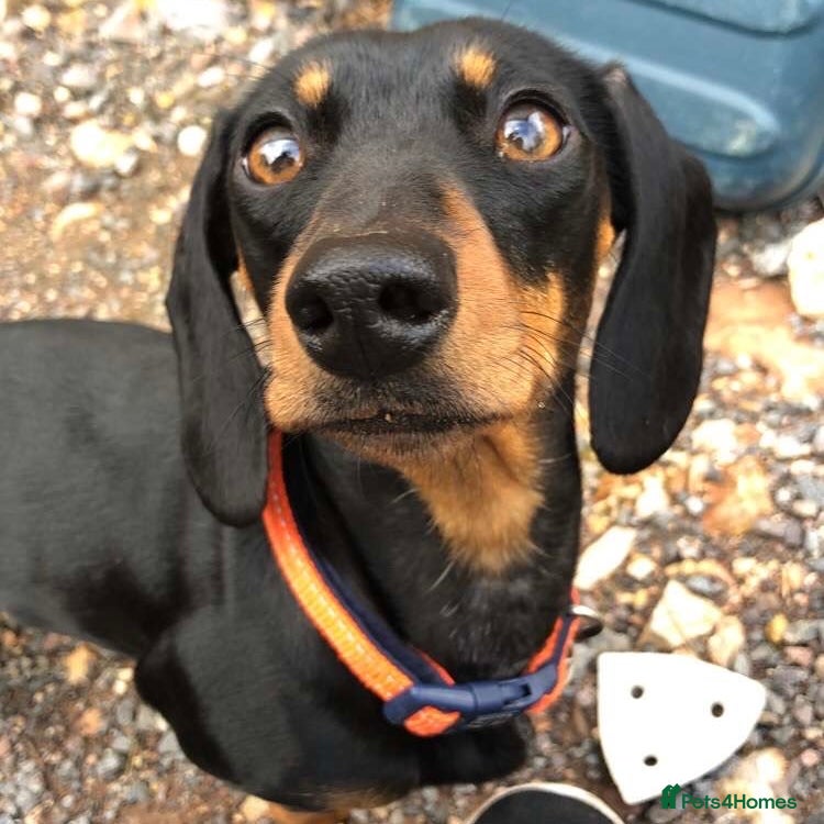 Miniature Dachshund dogs Miniature Dachshunds KC REG | DEVON - Advert 16