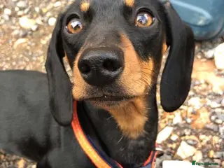 Miniature Dachshund dogs Miniature Dachshunds KC REG | DEVON - Advert 16