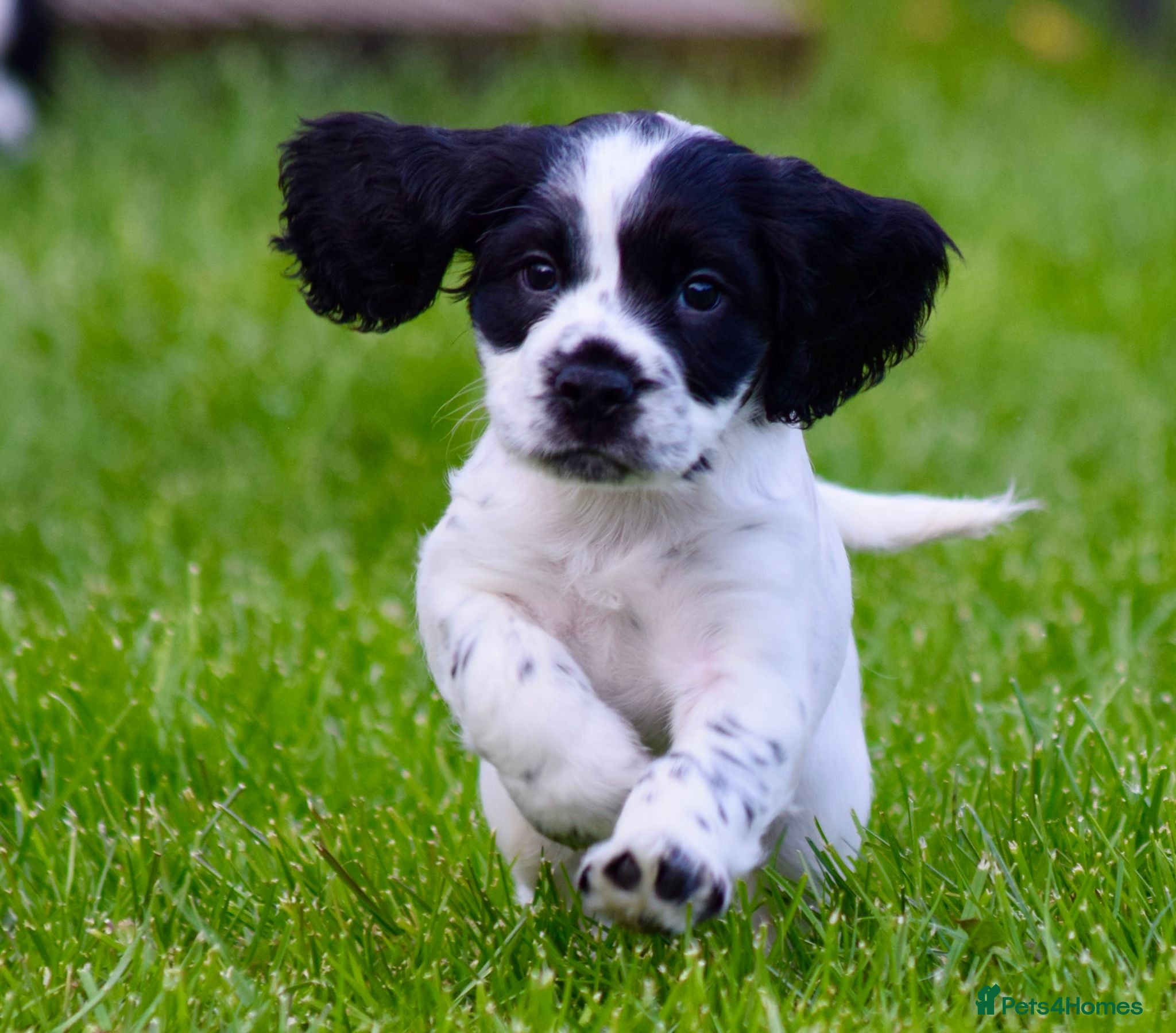 Cocker Spaniel dogs Cocker Spaniels For Sale - Advert 1