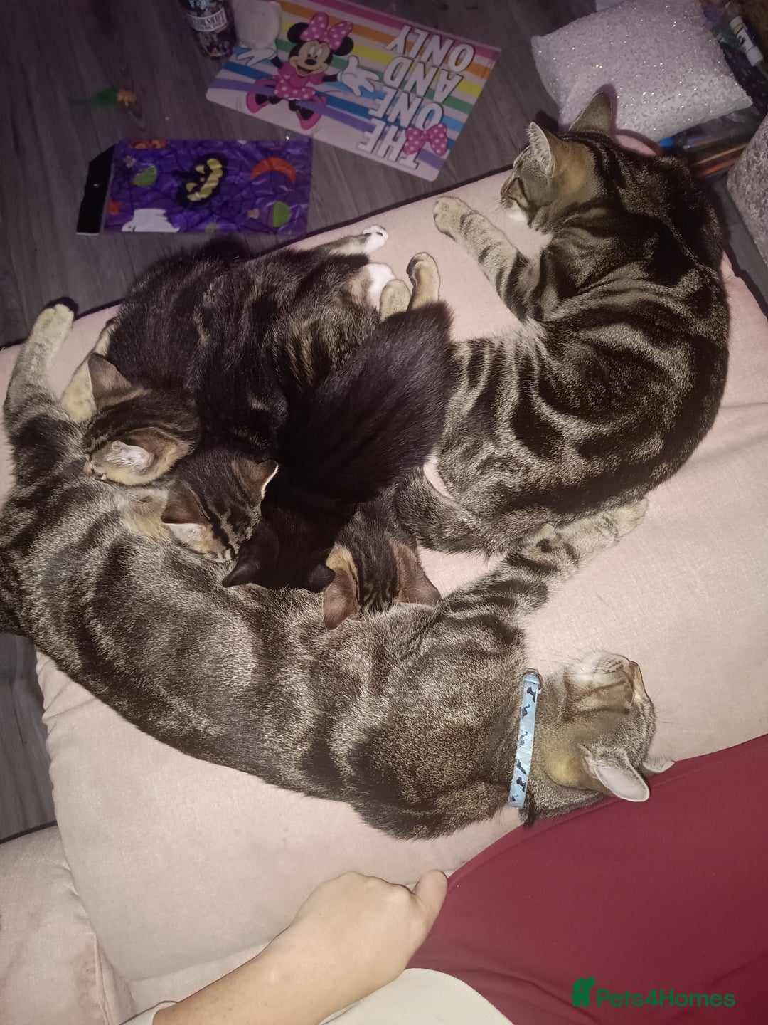 Mixed Breed cats for sale: Black and white girl kitten  - Image 3