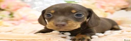 Miniature Dachshund dogs for sale: Miniature Dachshund Puppies - Advert 17
