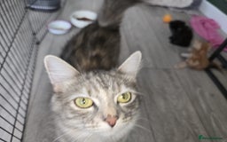 Ragdoll cats for sale: Ragdoll bengal mix  - Image 12