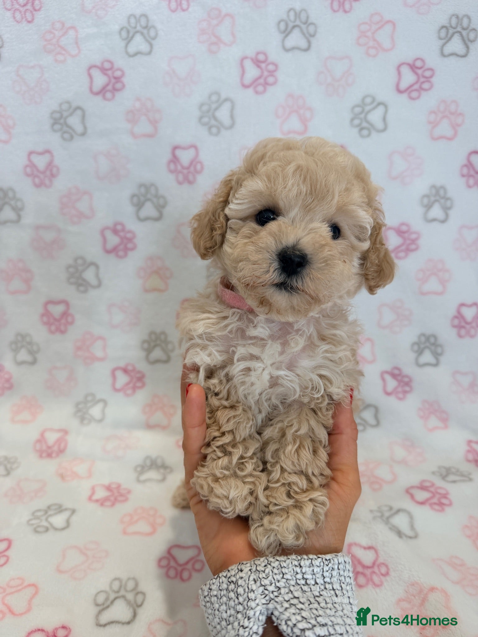 Maltipoo dogs Beautiful health tested happy Maltipoo puppys  - Advert 1