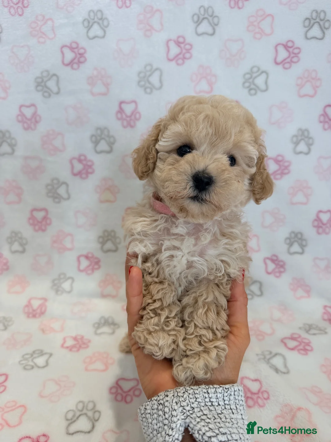 Maltipoo dogs for sale: Beautiful health tested happy Maltipoo puppys  - Advert 1