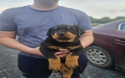 Rottweiler dogs for sale: Stunning purebred IKC Rottweiler Babies - Image 2