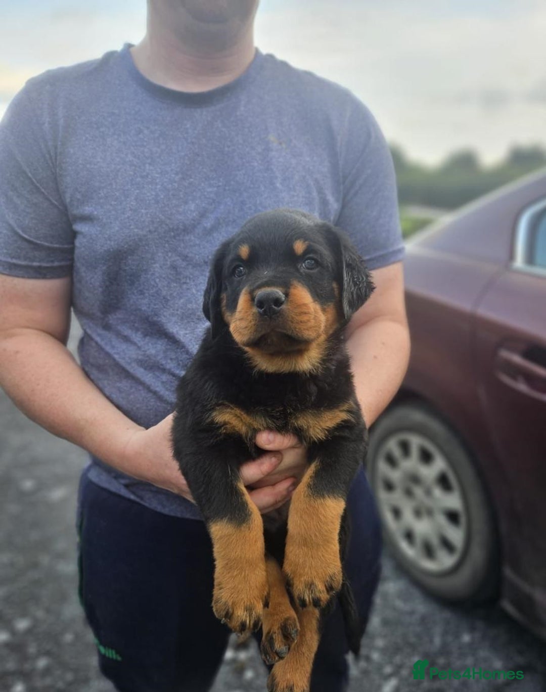 Rottweiler dogs for sale: Stunning purebred IKC Rottweiler Babies - Image 2