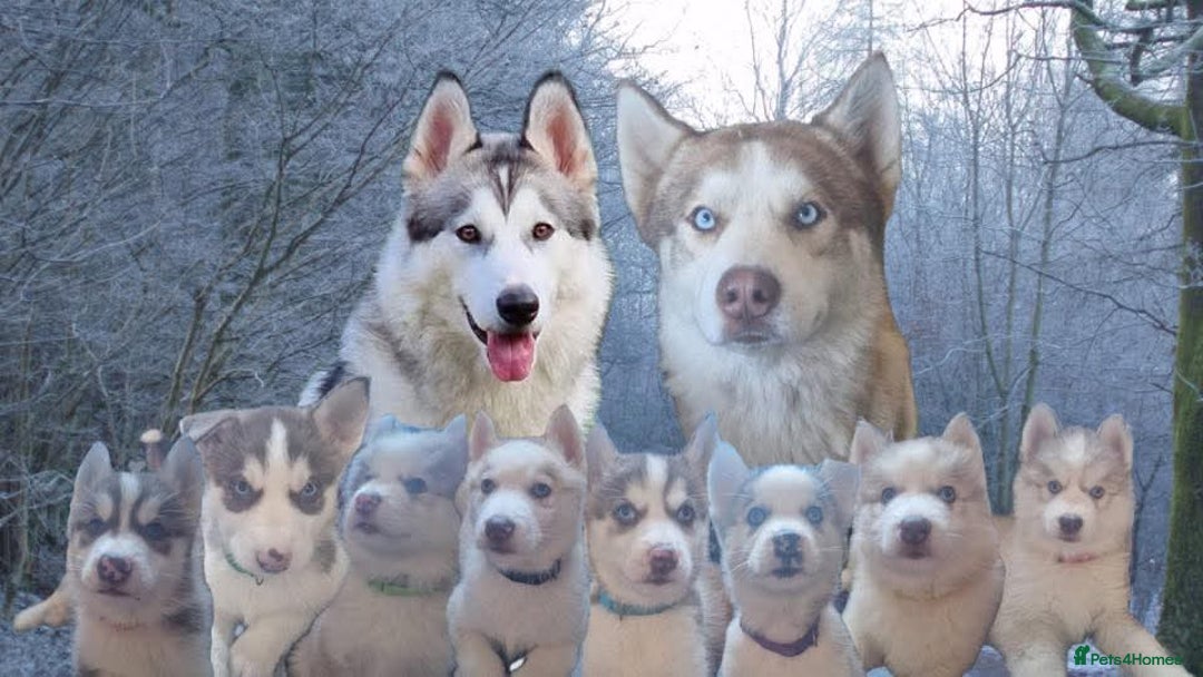 Alaskan Malamute dogs for sale: Beautiful husky malmute puppies - Advert 1