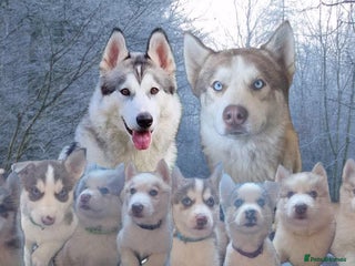 Alaskan Malamute dogs Beautiful husky malmute puppies - Advert 1