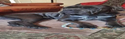 Cane Corso dogs for sale: Cane Corso Male, 20 mos. – Looking 4 Forever Home - Advert 3