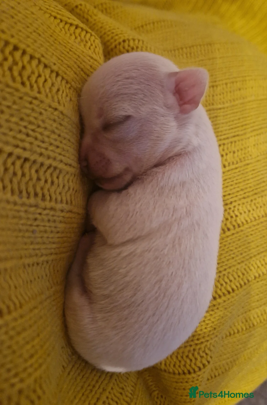 Chihuahua dogs for sale: Pure White Chihuahua Male Puppies For Sale - Advert 4