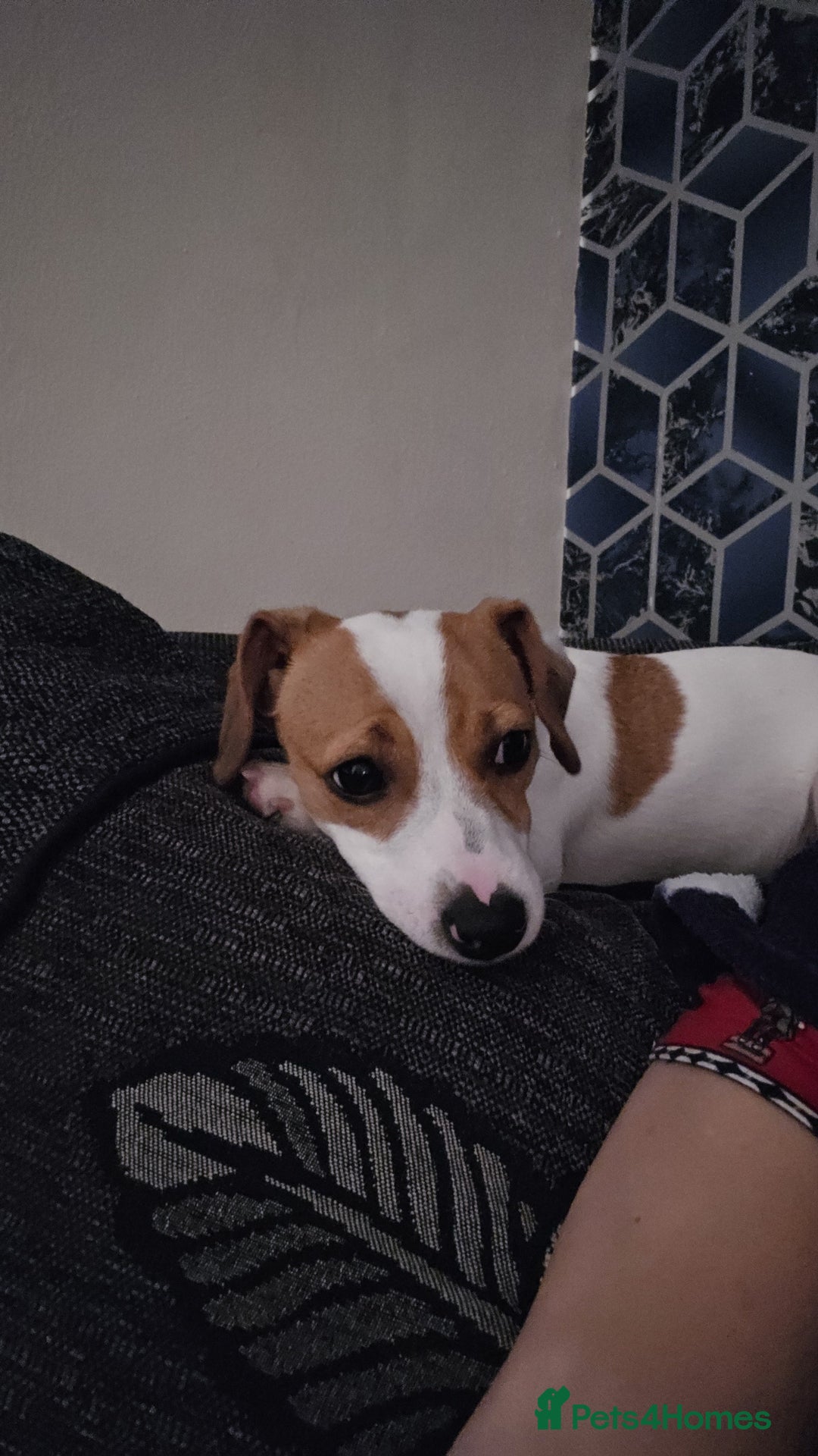 Jack Russell dogs for sale: Jack russel for sale - Advert 5