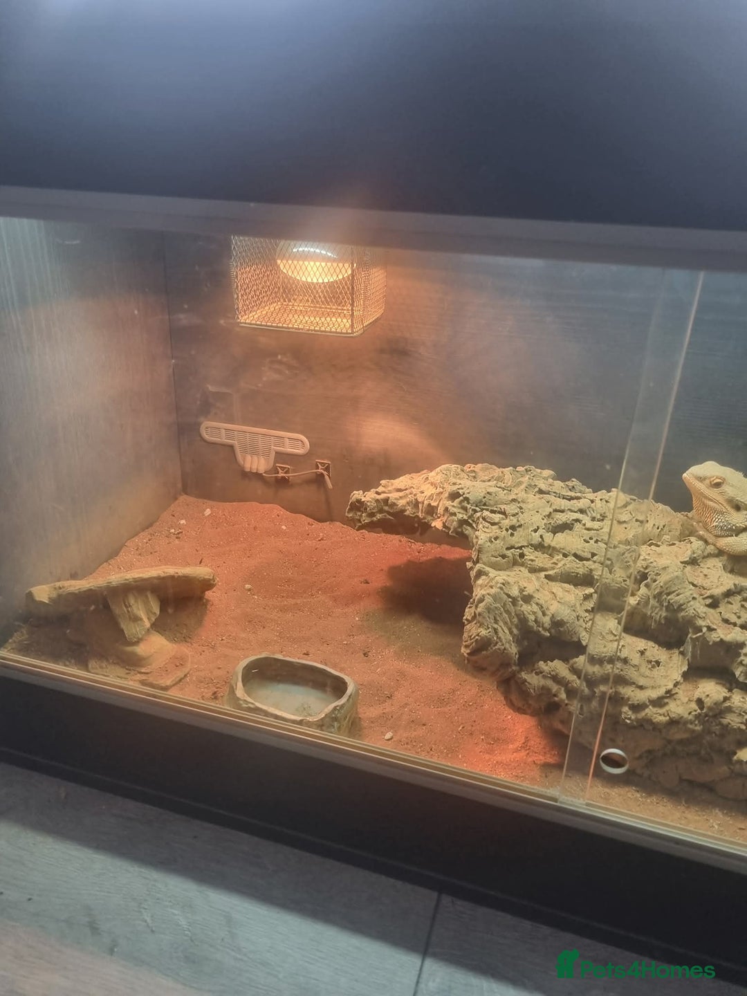 Bearded Dragon reptiles for sale: Bearded dragon  - Image 2