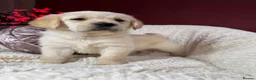 Goldador dogs for sale: Extensively Health tested, Chunky, Great with kids - Advert 15