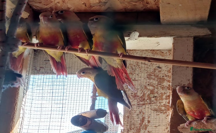 Conures birds - Advert 1