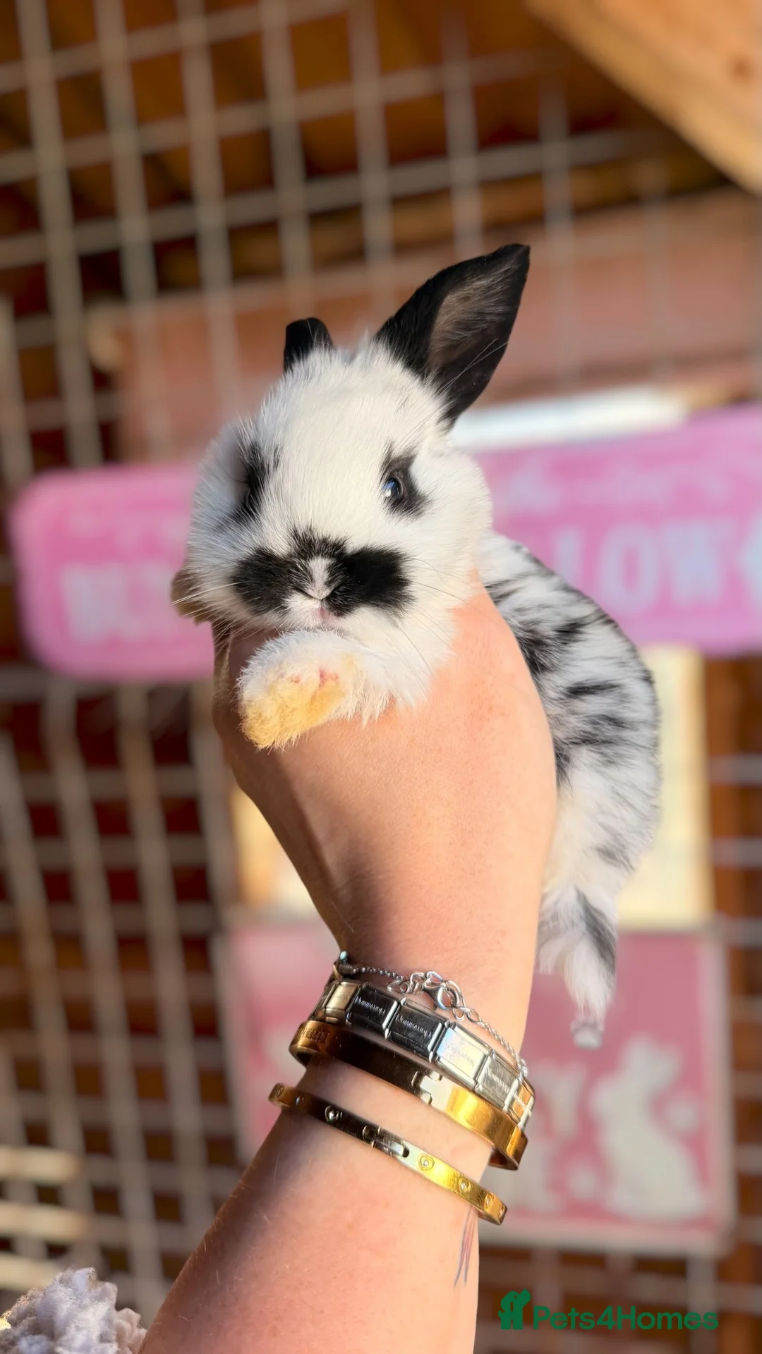 Mini Lop rabbits for sale: Mini Lop Rabbits - Advert 2