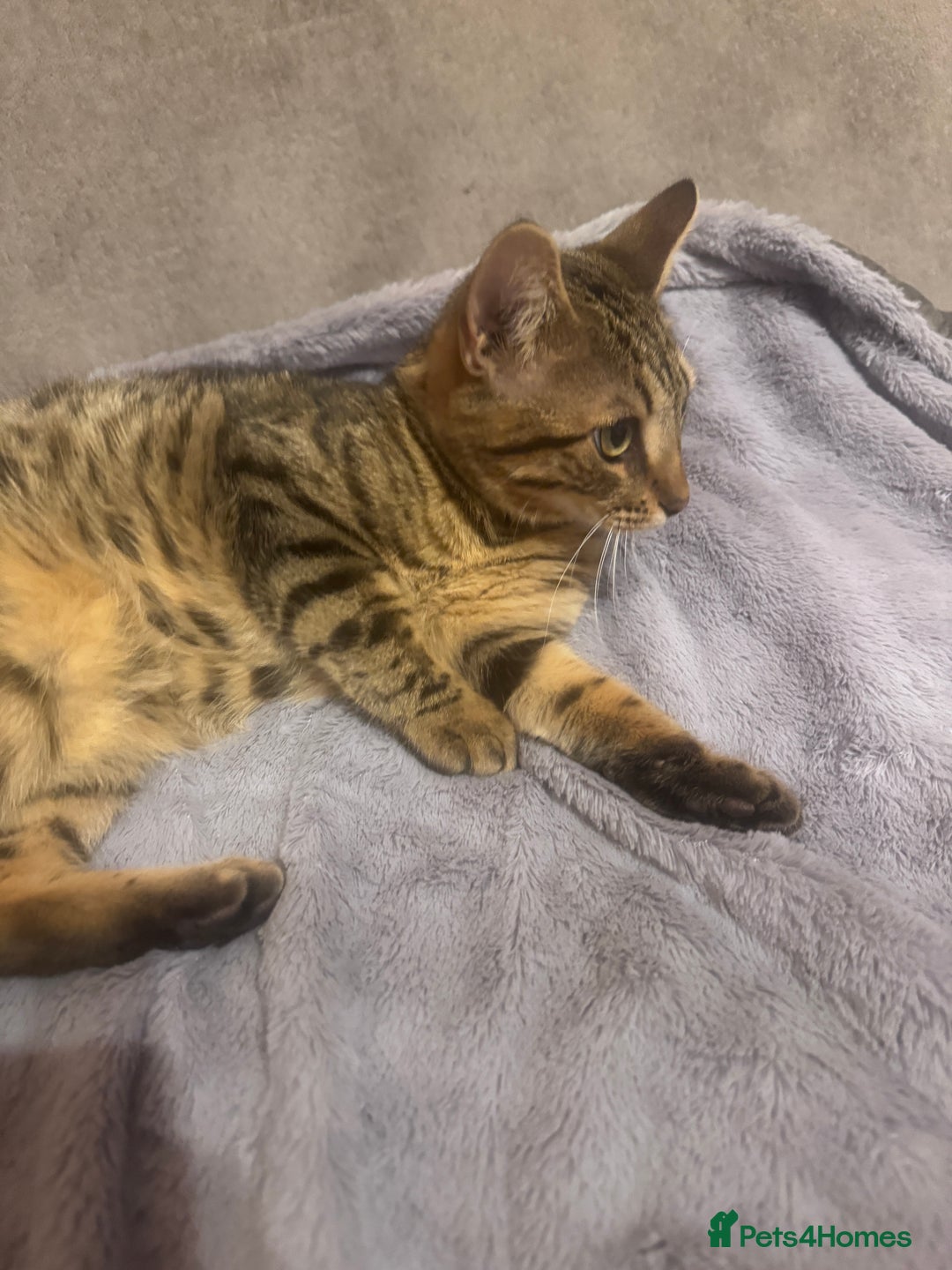 Bengal cats for sale: Female Bengal cat - Advert 5