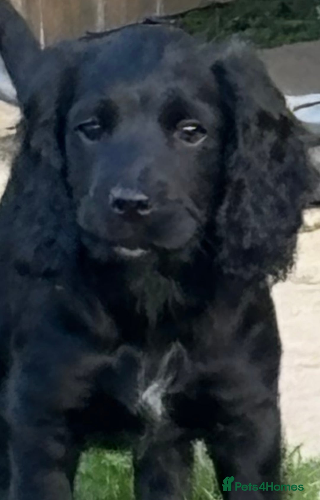 Cocker Spaniel dogs for sale: 1 Adorable working cocker spaniel pup boy 🐶  - Advert 18