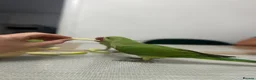 Parrots birds for sale: Alexandrine parakeet in Basildon - Advert 6