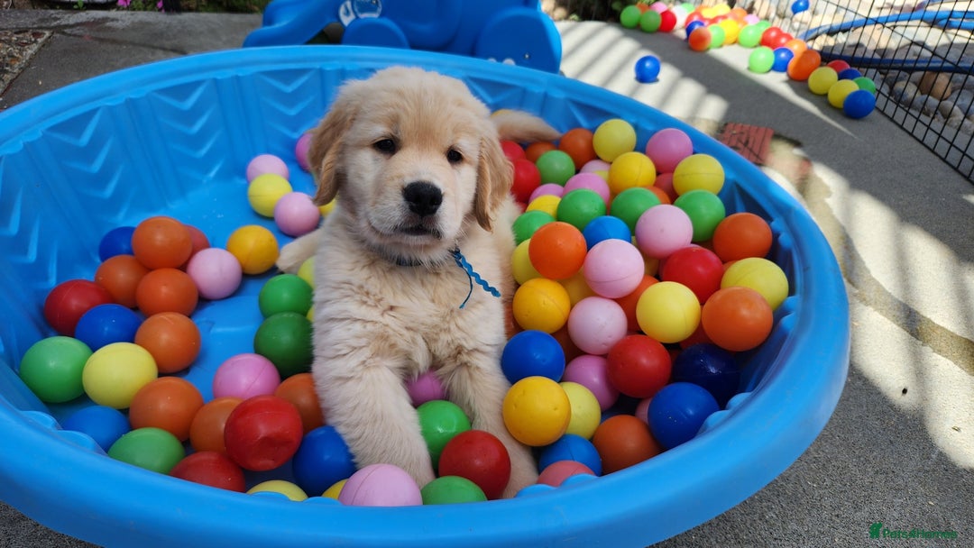 Golden Retriever dogs for sale: 2 Golden Retriever Puppies For Sale - Image 7