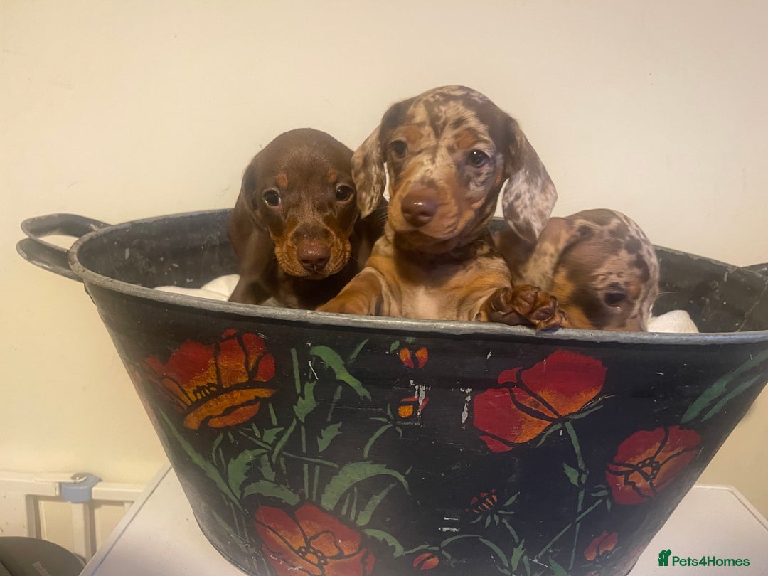 Dachshund dogs for sale: Beautiful litter of 7 dachshund puppies - Image 3
