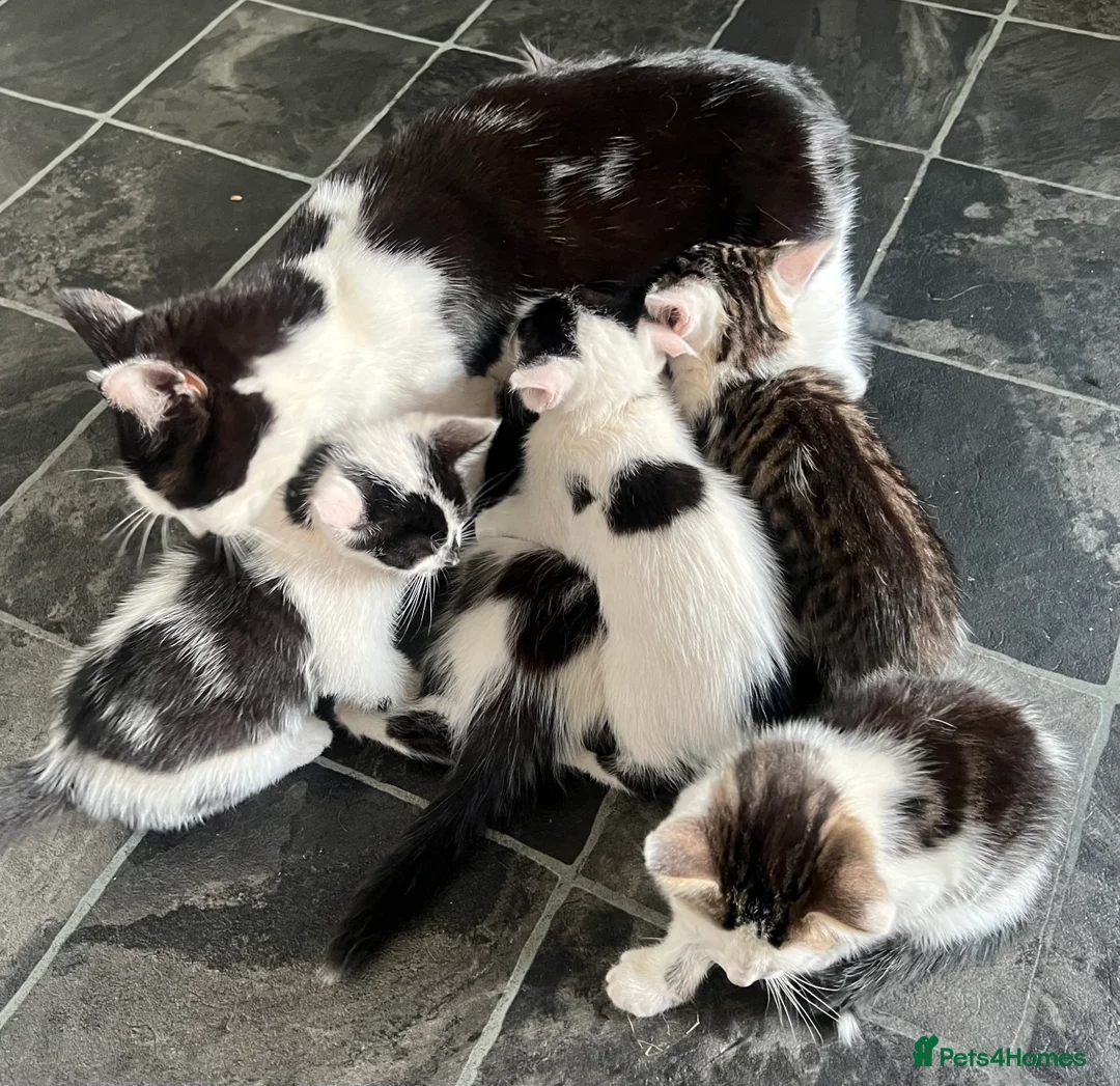 Mixed Breed cats for sale: 6 kittens for sale  - Advert 2