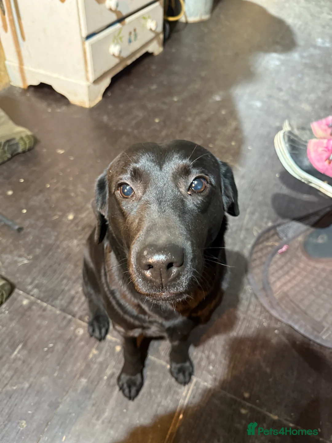 Mixed Breed dogs for sale: Gorgeous Labrador/ lurcher Puppies.  - Advert 2