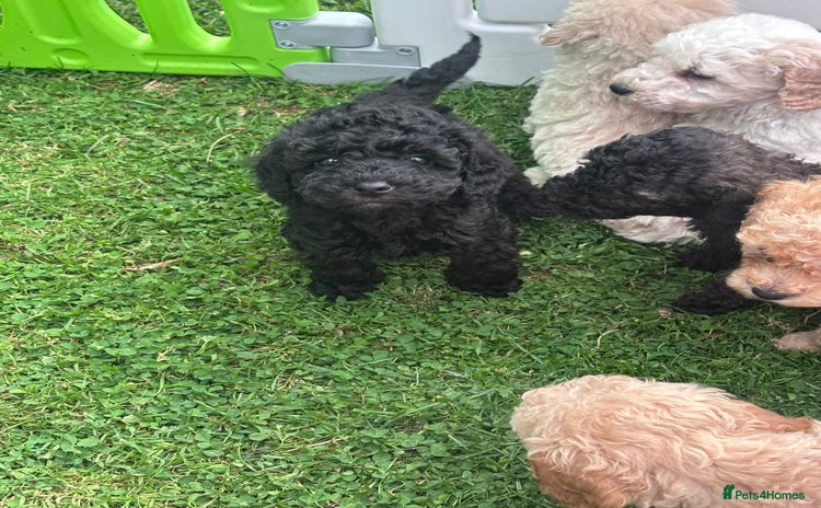 Miniature Poodle dogs - Advert 5