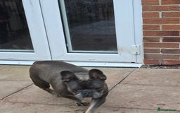 French Bulldog dogs for sale: French bulldog, male 4 years old  - Image 3