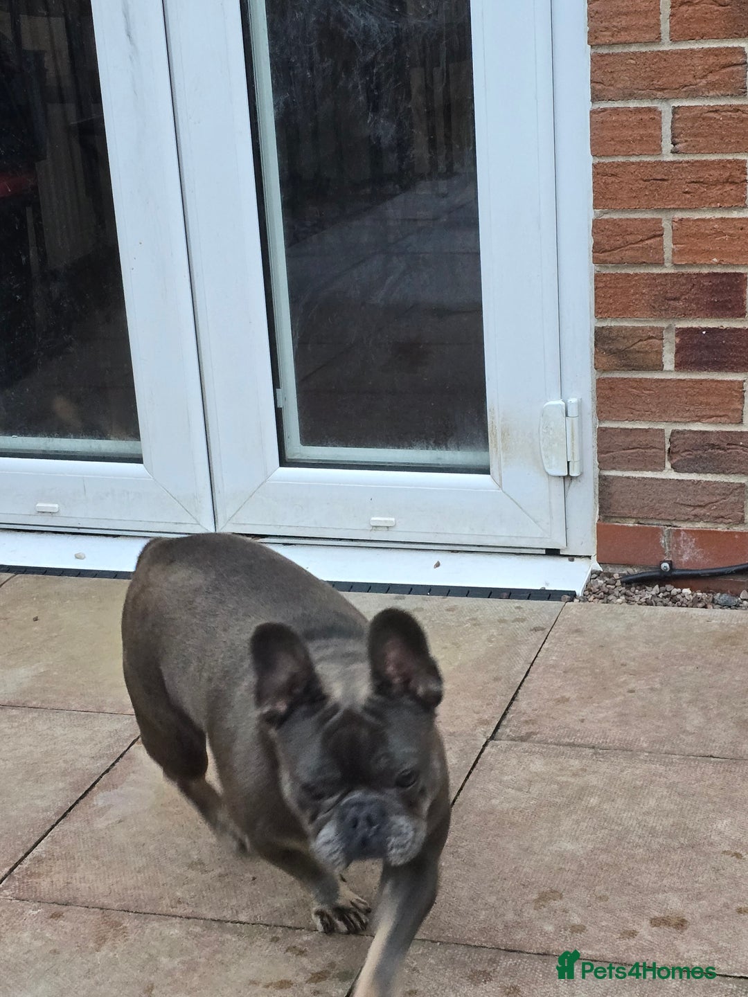 French Bulldog dogs for sale: French bulldog, male 4 years old  - Image 3