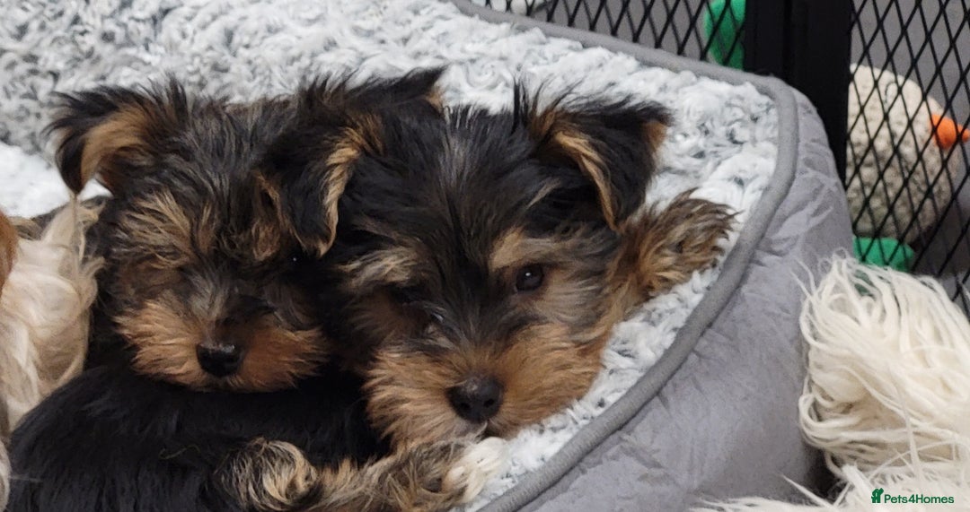 Yorkshire Terrier dogs for sale: Yorkshire Terriers puppies from Licensed Breeder  - Advert 6